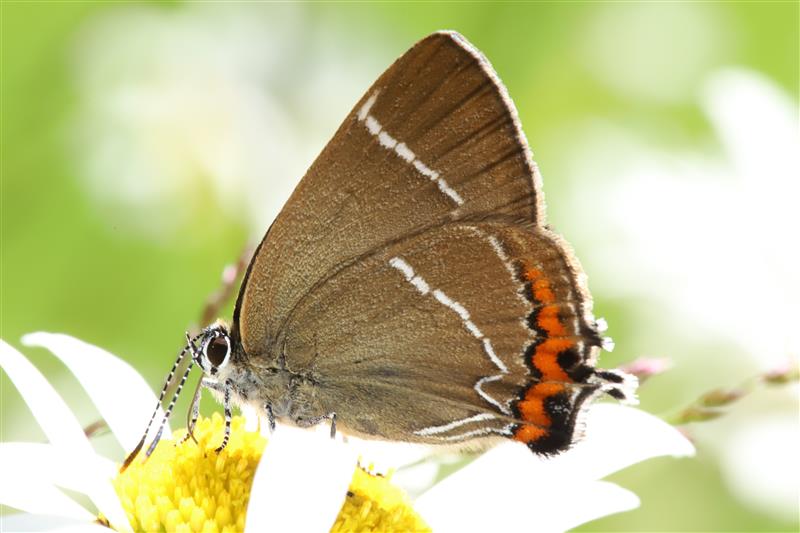 Butterfly on a flower