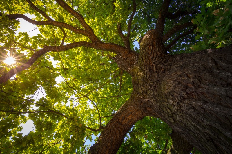 Looking up at tree branches