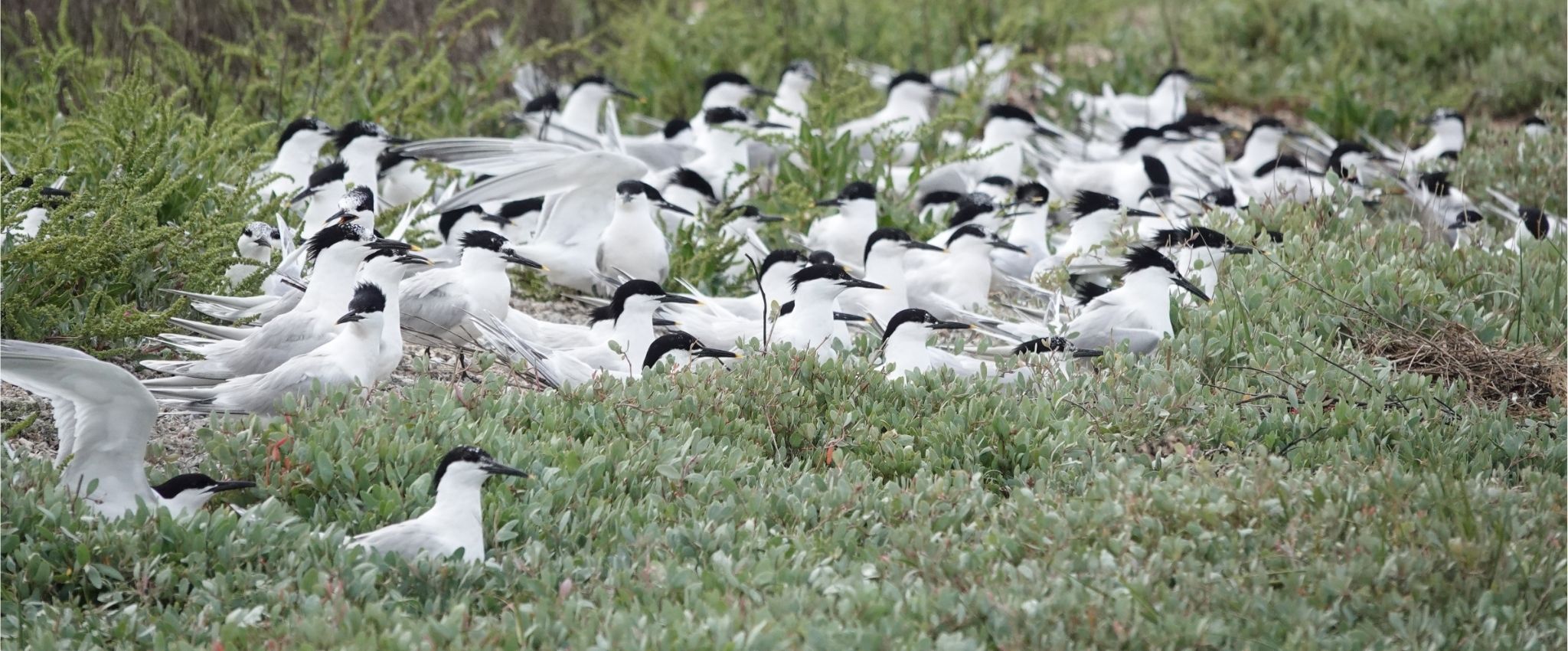A flock of terns