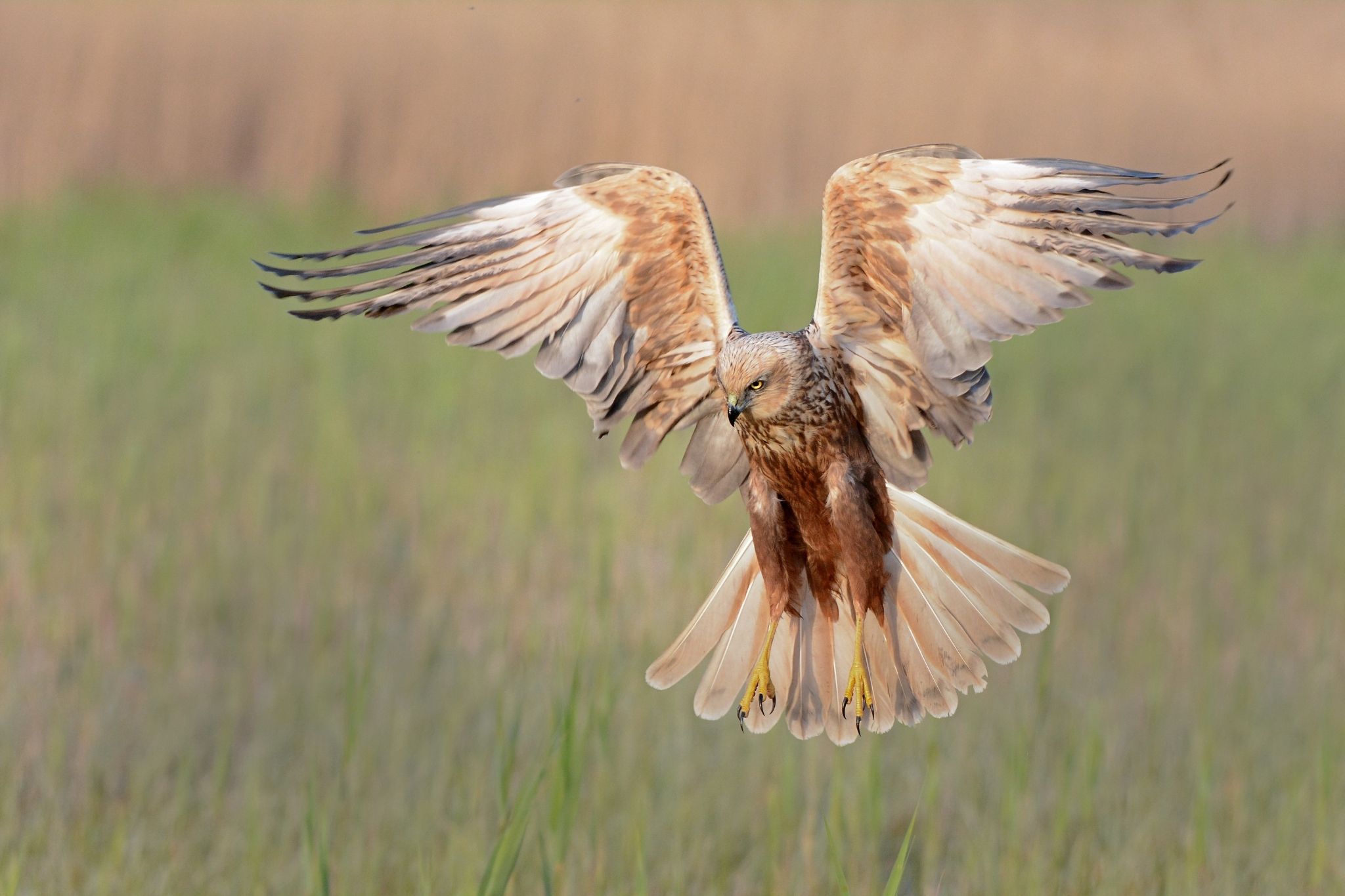 A marsh harrier in flight