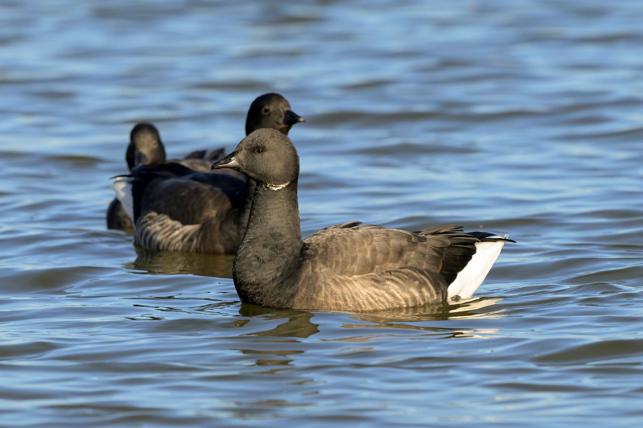 Brent geese in the water