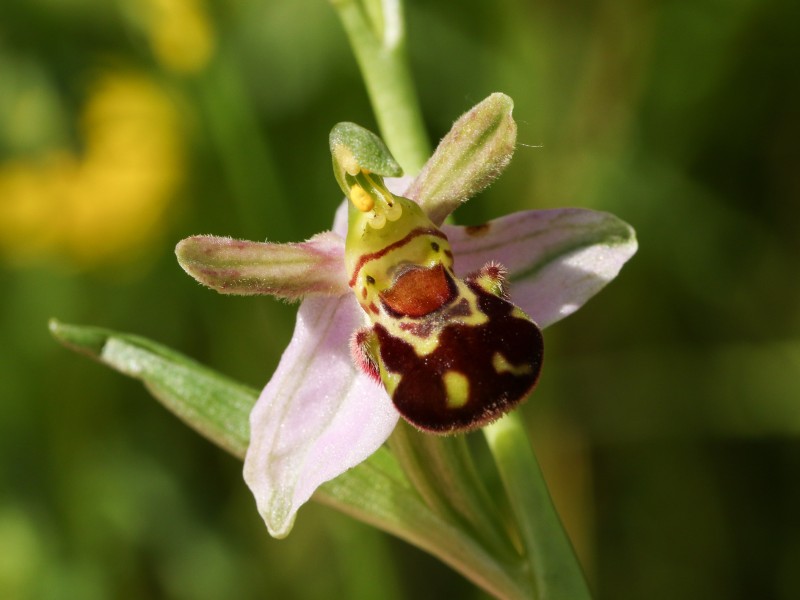 Close up image of a bee orchid