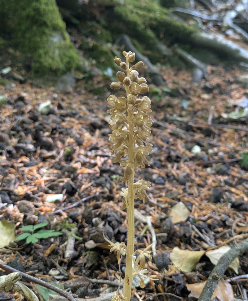 Close-up image of a bird's-nest orchid