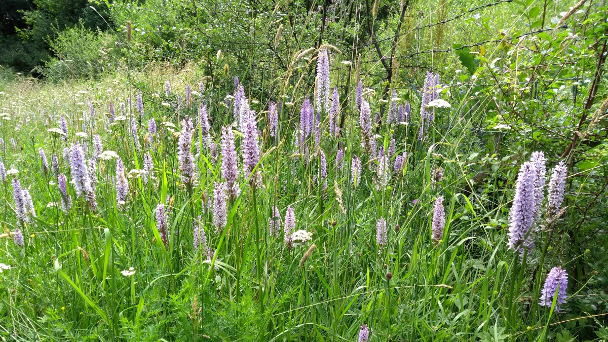 A group of claylands orchids growing in grassland