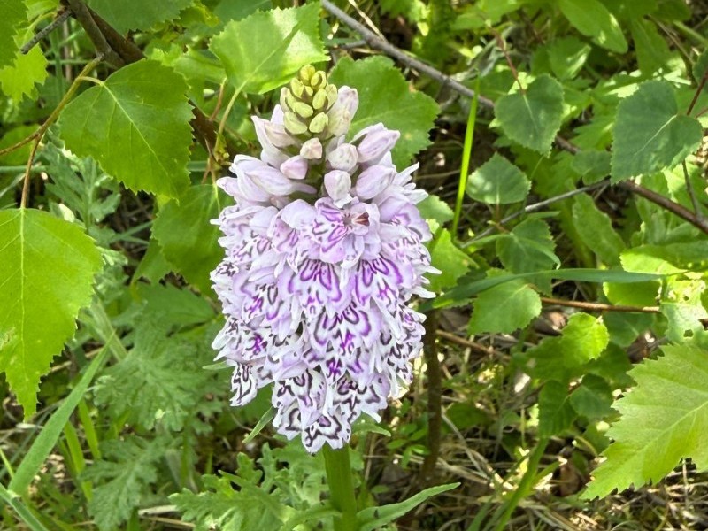 A common spotted orchid surrounded by other vegetation