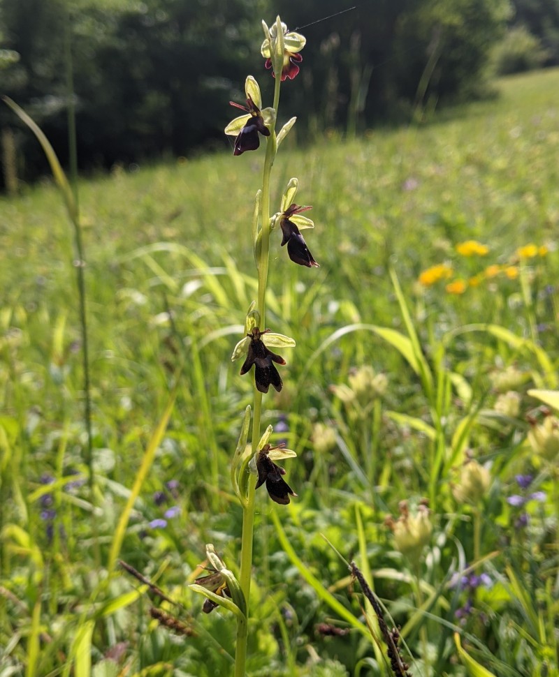 Fly orchid growing in grassland