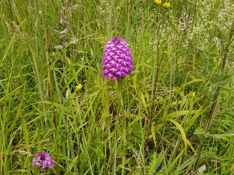 A pyramidal orchid growing in grassland