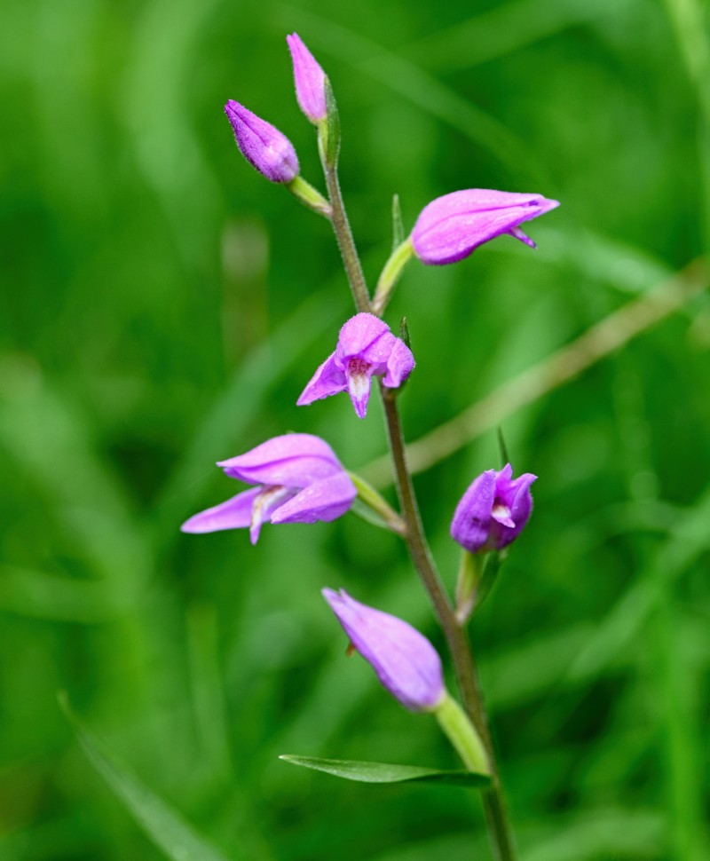 Close up image of a red helleborine orchid