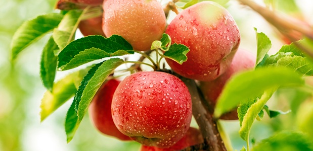 Apples on the tree