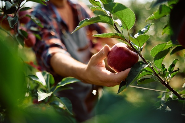 picking an apple off the tree