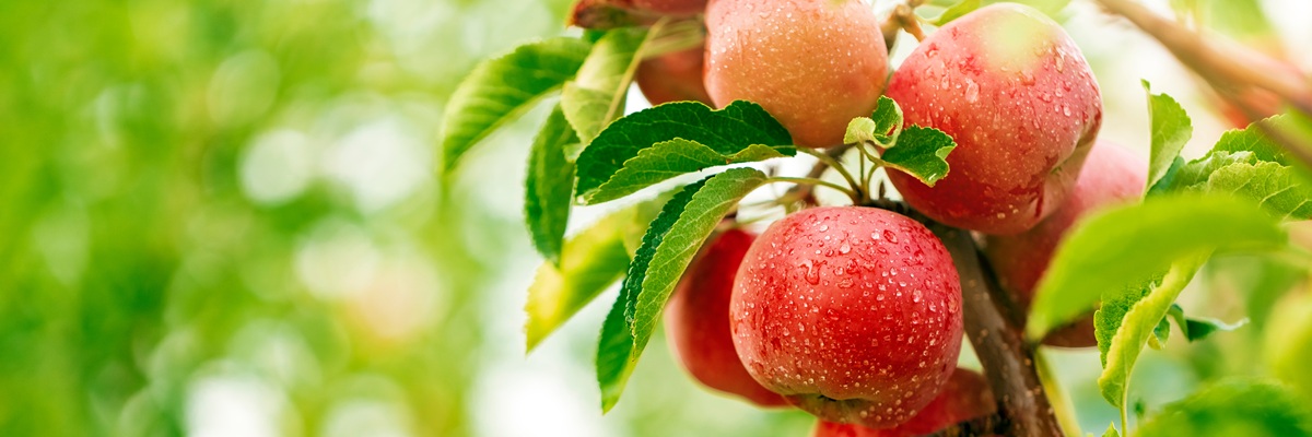 apples on the tree