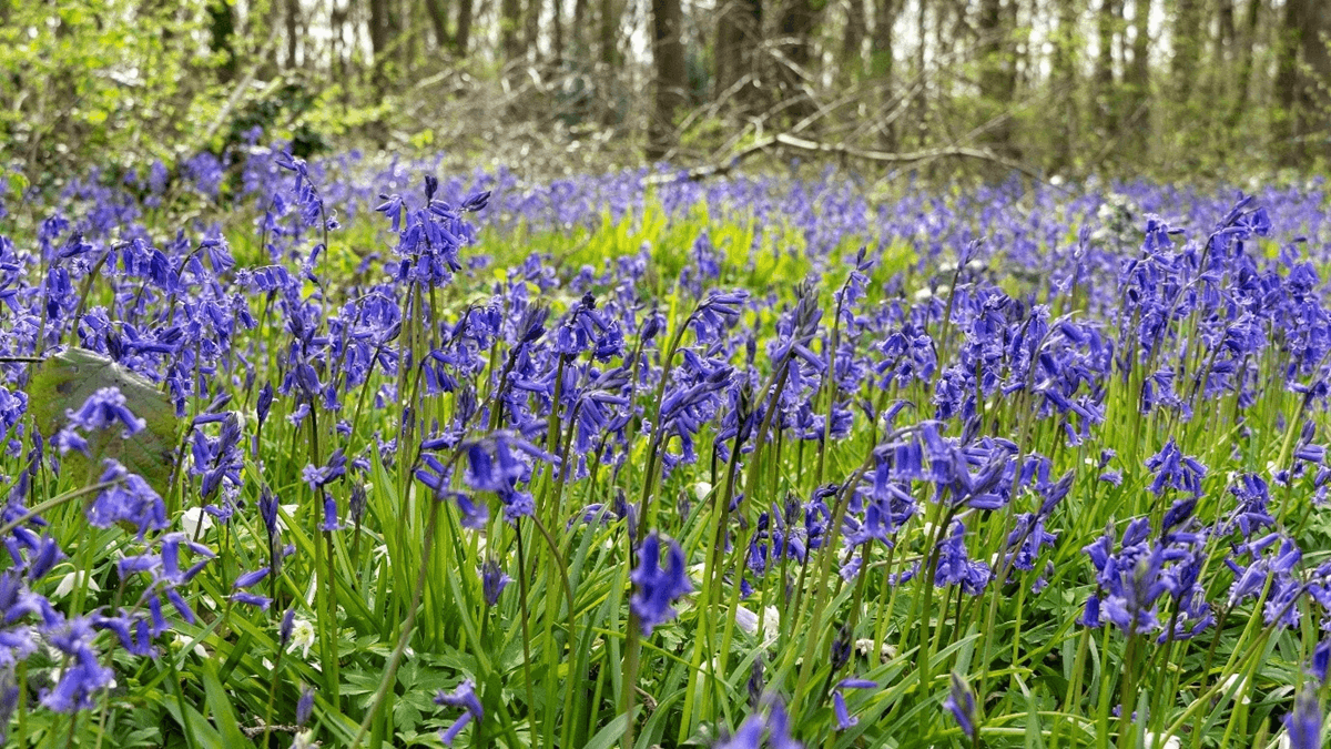 Bluebells in a forest