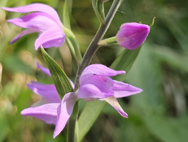 Red Helleborine
