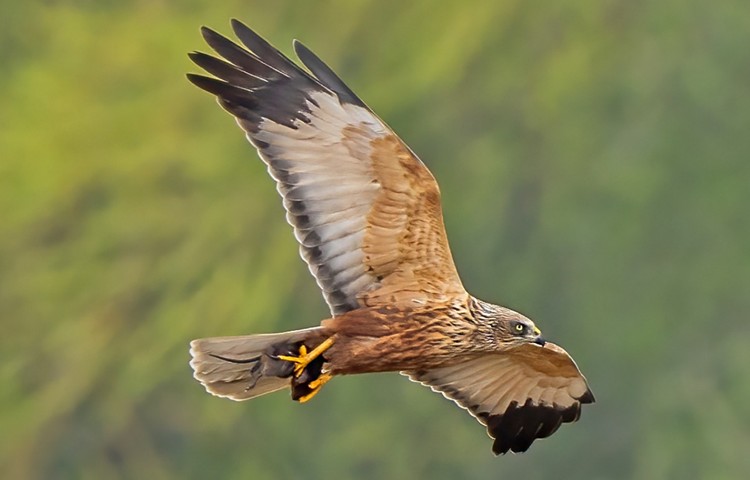 Male Marsh Harrier: Photo Credit: Steve Payce