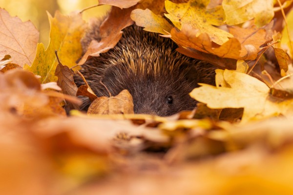 Hedgehog hiding under leaves