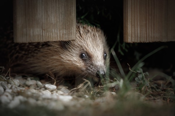 Hedgehog going through a hedgehog highway