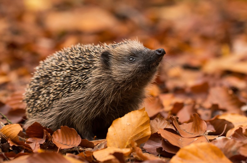 Hedgehogs in autumn leaves