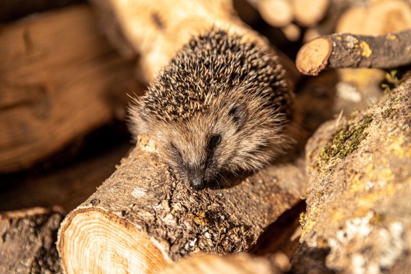 Hedgehog in wood pile