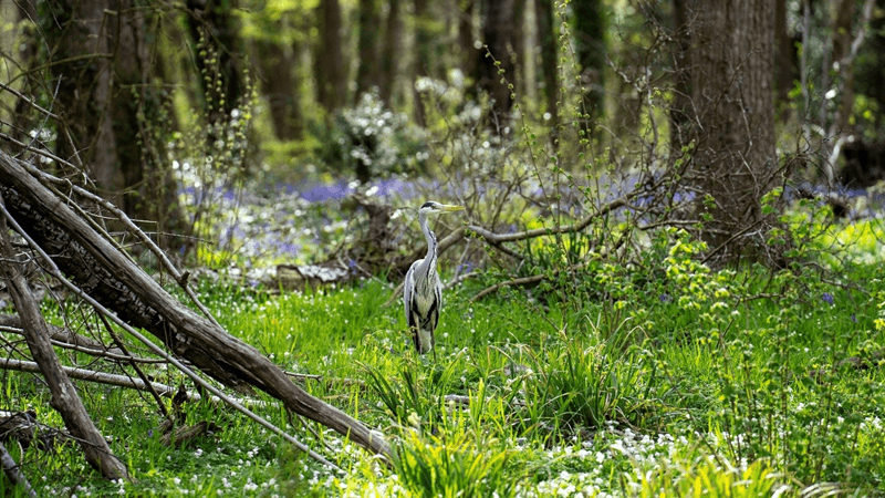 A heron in a bluebell forest