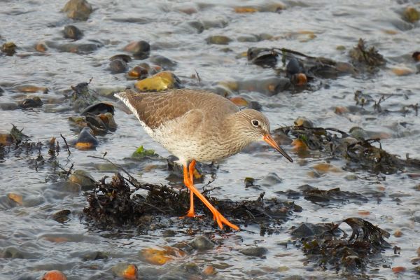 Redshank