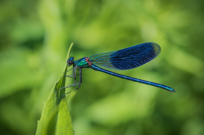 Banded demoiselle