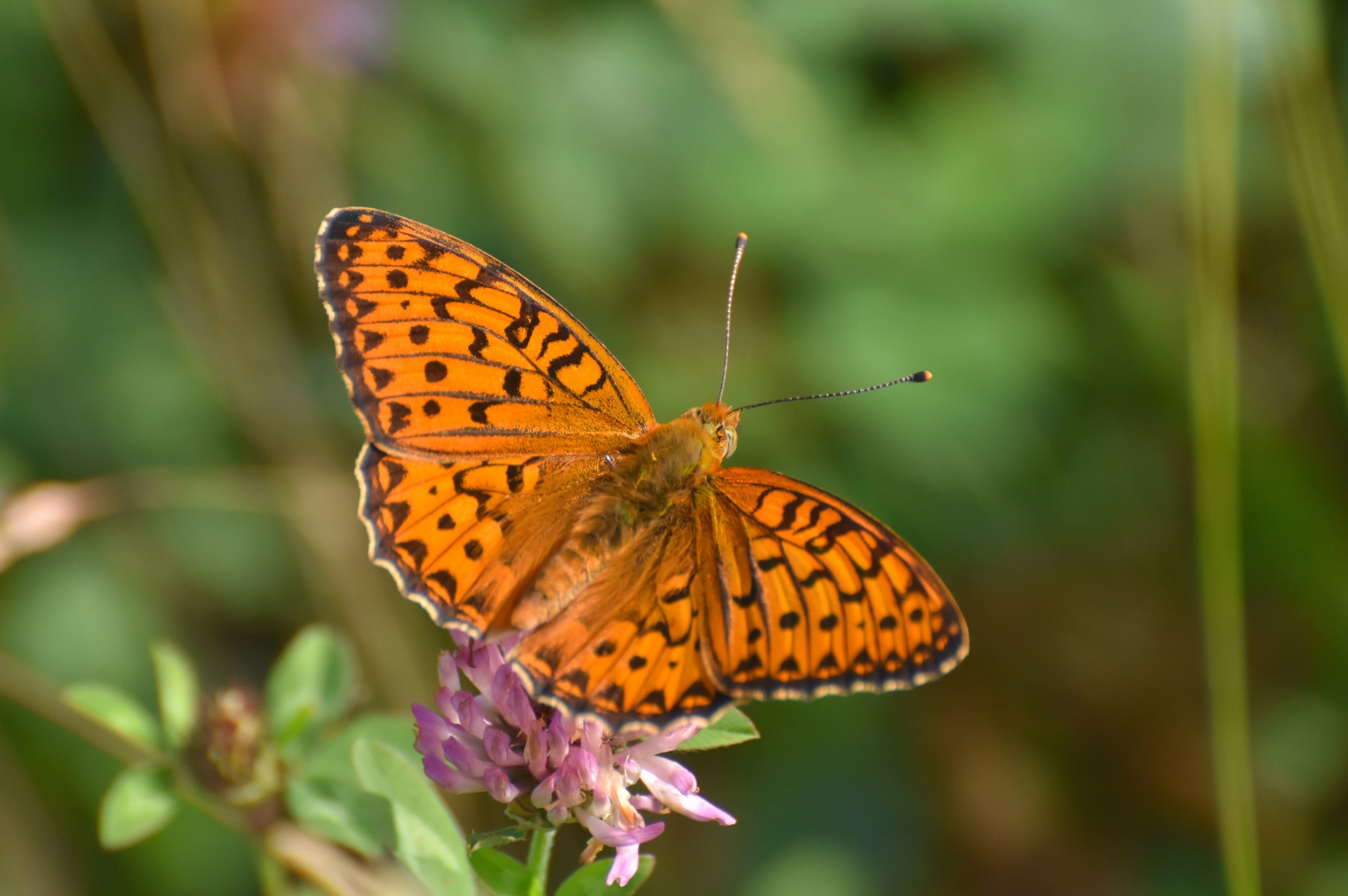 Dark green fritillary butterfly