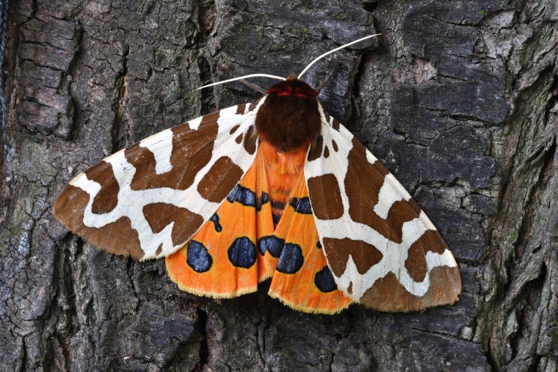Garden tiger moth