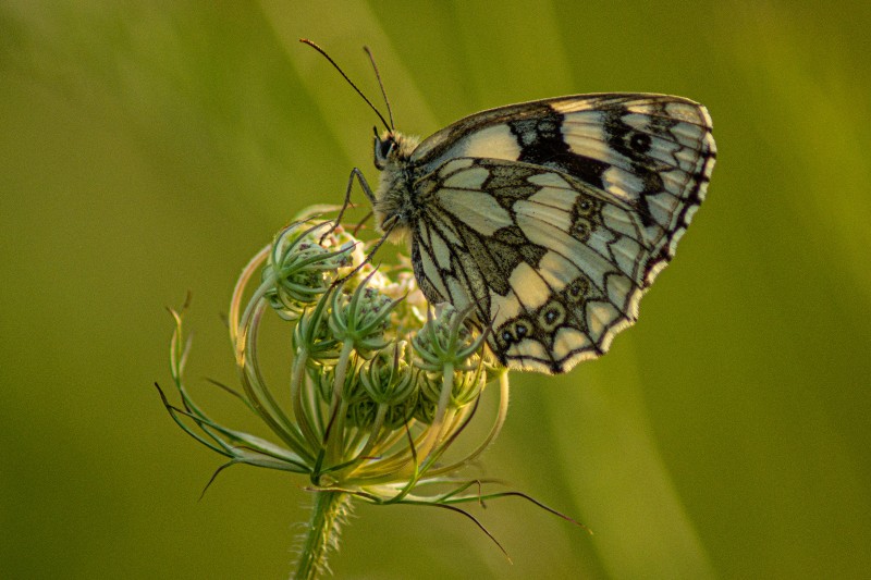 Marbled white butterfly