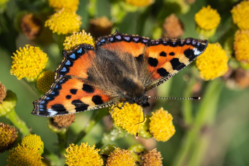 Small tortoiseshell butterfly
