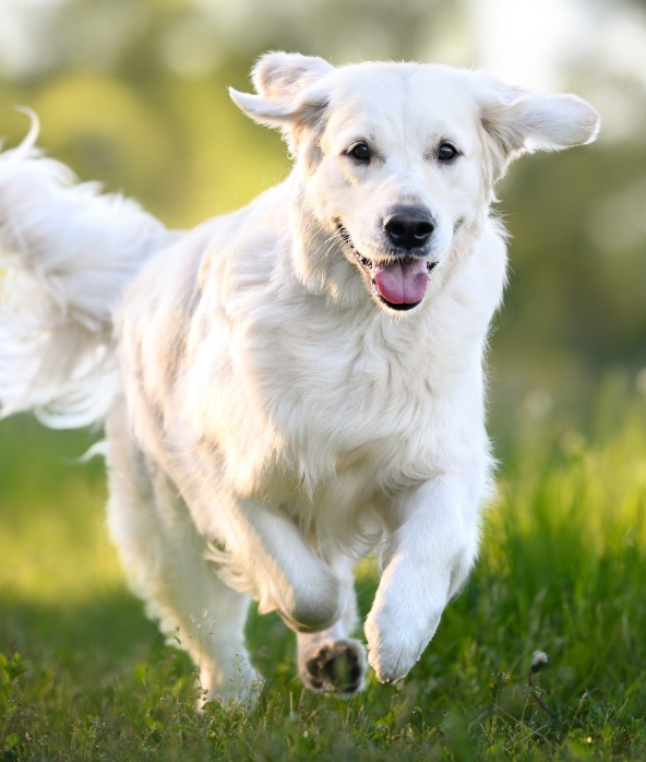 dog running in a field