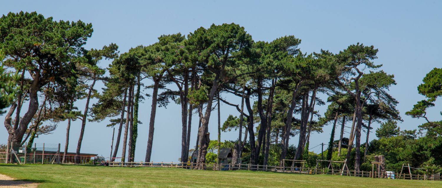 Line of tall trees at Lepe Country Park