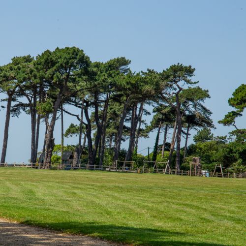 Line of tall trees at Lepe Country Park