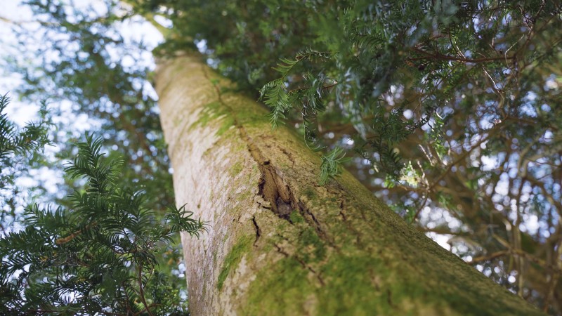Ash tree with signs of dieback