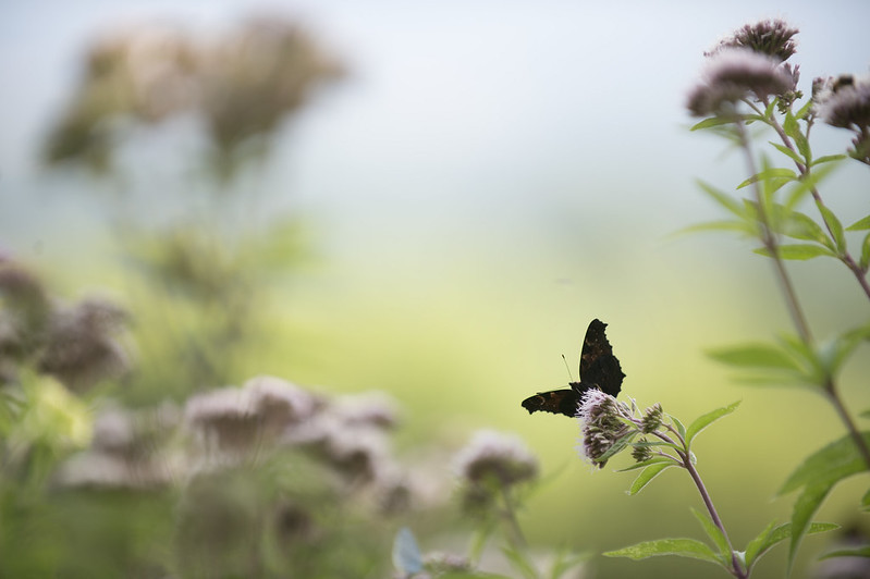 Butterfly resting on a flower