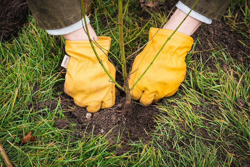 A tree sapling being planted