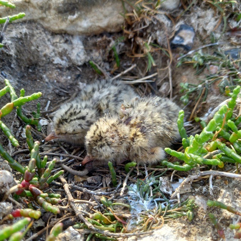 Little tern chicks