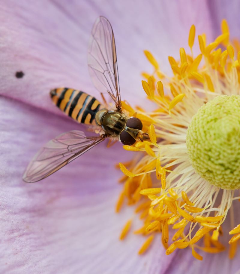 A Bavarian bee on a flower