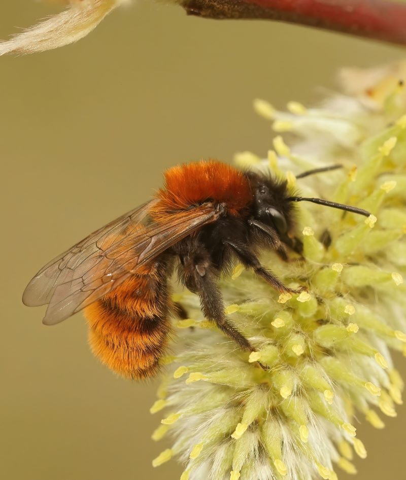 Tawny Mining Bee