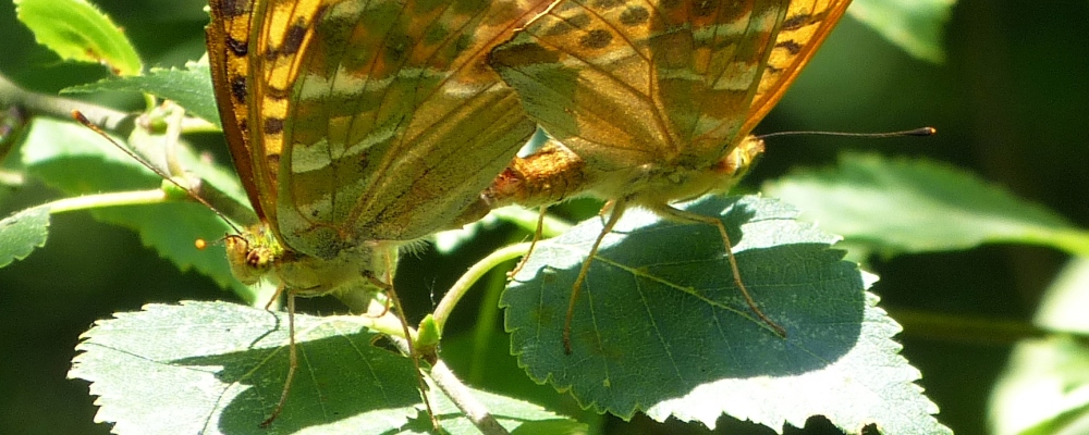 herbert plantation butterfly