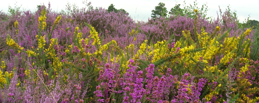 Yateley Common