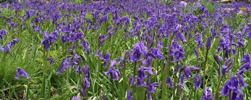 zebon copse