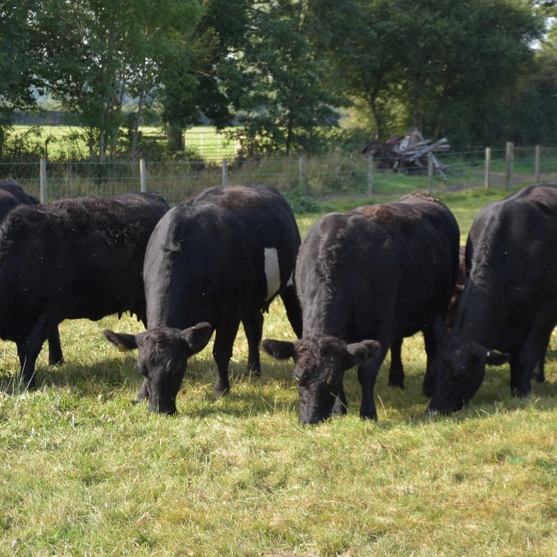 Four cows in a field eating grass.