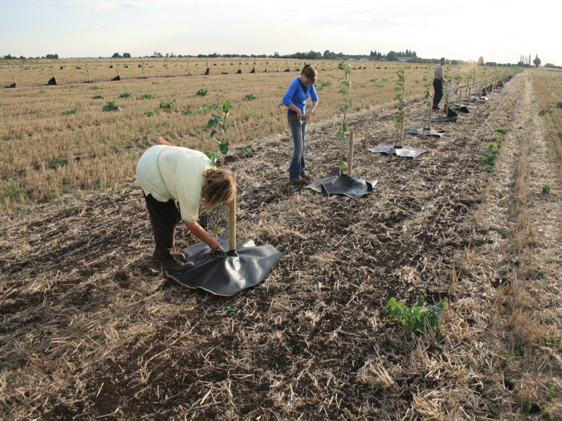 Mulch being put around the base of apple tree saplings
