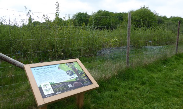 Berrywood Meadows mini forest in April 2025