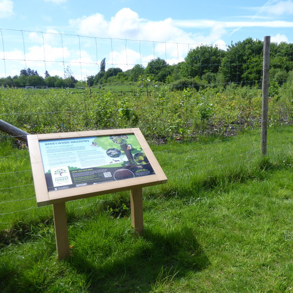 Berrywood Meadows mini forest in May 2024