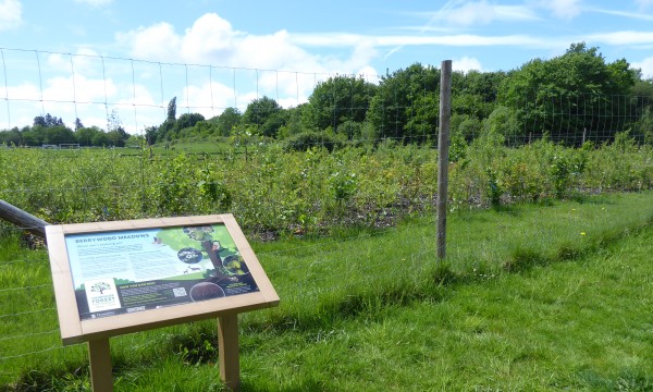 Berrywood Meadows mini forest in May 2024