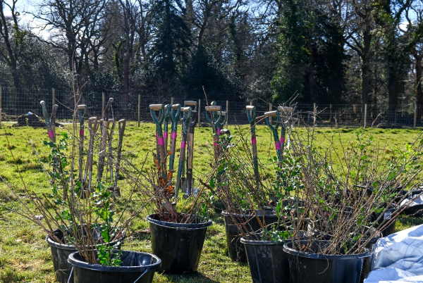 Freshly assembled plants