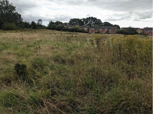 shrubland