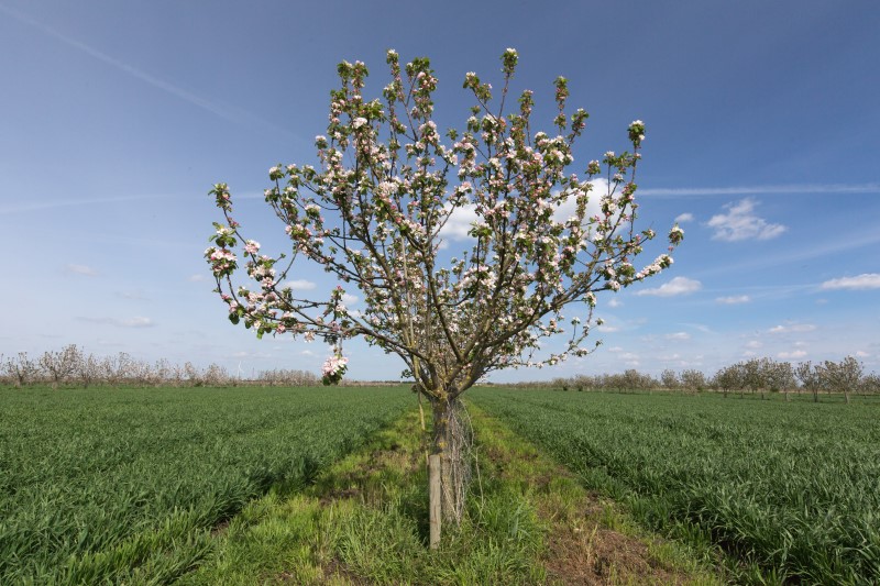 Apple tree