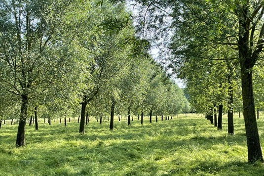 Rows of cricket bat willow trees